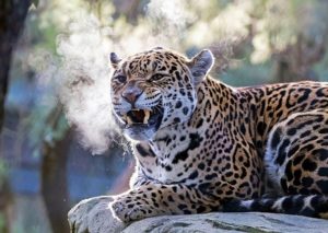 Jaguar in Artis - Foto: Artis, Edwin Butter