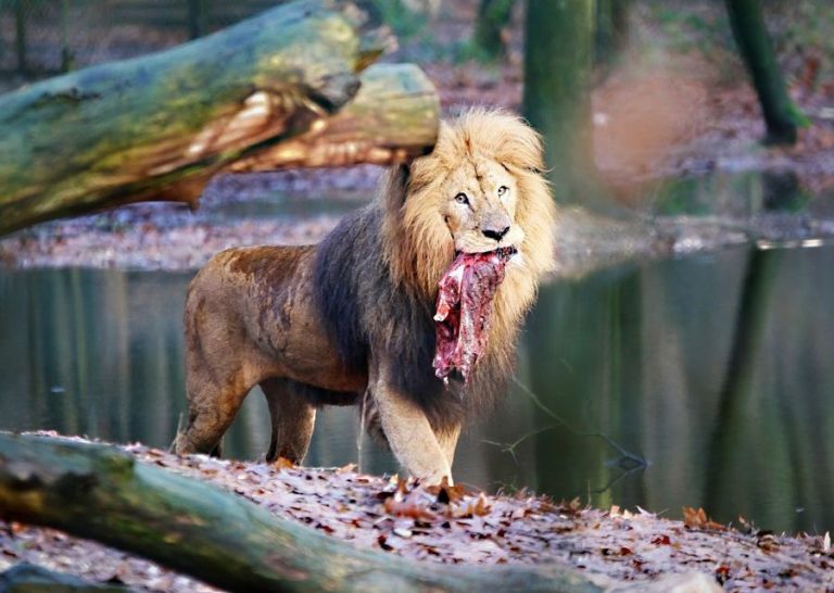 Burgers’ Zoo – Parkplanet4kids